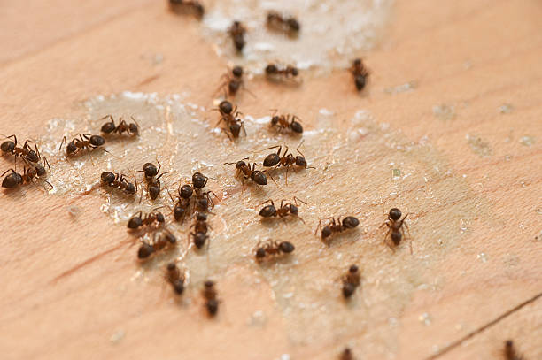 Best Residential Pest Control  in Kingsville, MD
