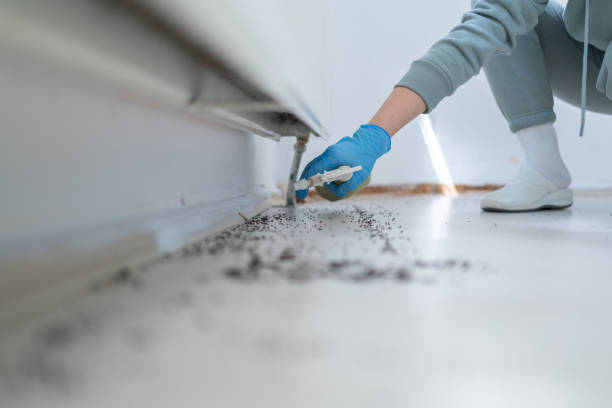 Best Emergency Pest Control  in Kingsville, MD